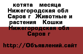 котята 3 месяца  - Нижегородская обл., Саров г. Животные и растения » Кошки   . Нижегородская обл.,Саров г.